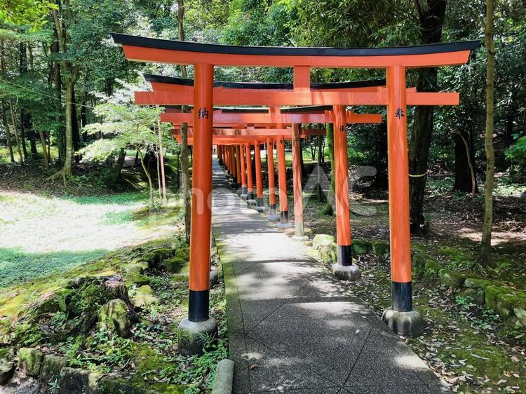 橿原神宮　長山稲荷社 橿原神宮,かしはら神宮,奈良県橿原市の写真素材