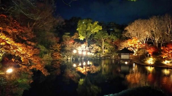 和歌山城紅葉渓庭園の池の夜景 和歌山城紅葉渓庭園の池の夜景 ライトアップ,夜景,紅葉の写真素材