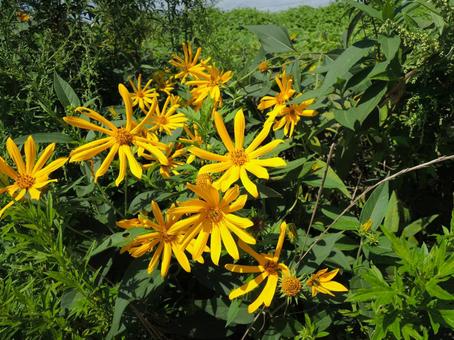 野生化したキクイモ(菊芋)の花 野生化したキクイモ(菊芋)の花の写真