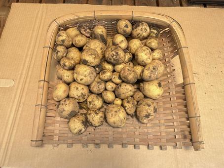 採れたてのじゃがいも 採れたてのじゃがいも じゃがいも,手箕,竹細工の写真素材