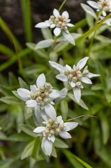 車山に咲くウスユキソウ 高原,霧ヶ峰,車山の写真素材