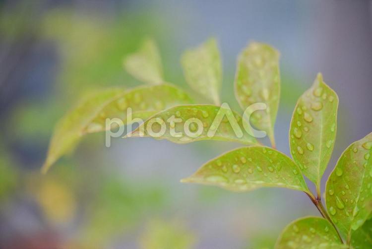グリーン　雨上がりの樹の葉 葉,新緑,自然の写真素材