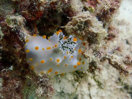 Photo, kompeit emperor, nuushi, secondary gills, 