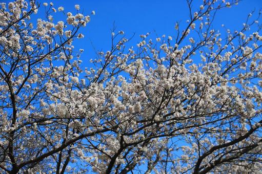 桜咲く 桜咲くの写真