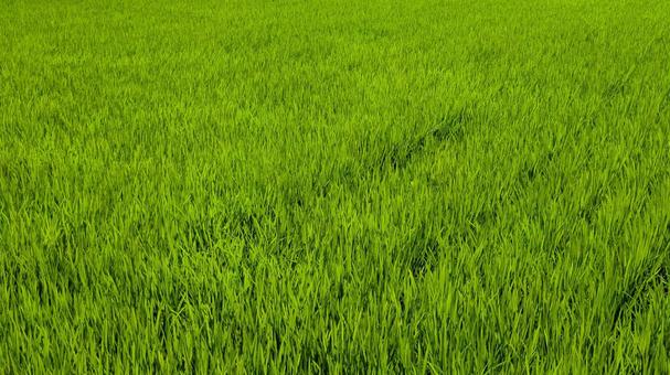 風に揺れる、鮮やかな緑の絨毯-03 風に揺れる、鮮やかな緑の絨毯-03の写真