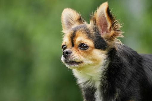 ドッグランのワンコ ドッグランのワンコ 犬,ワンコ,dogの写真素材