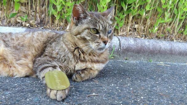 猫に小判　猫神様から幸運を皆さんへ 猫,キジトラ,猫に小判の写真素材