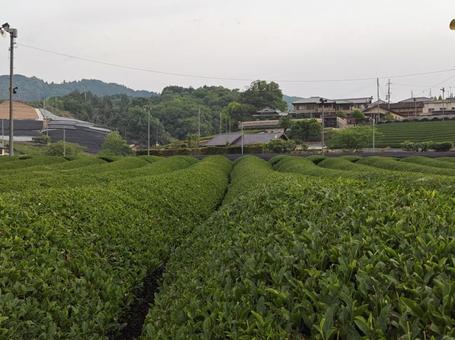 茶畑 茶畑の写真