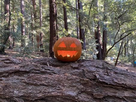 森の中のジャックオーランタン ジャックオーランタン,ハロウィン,秋の写真素材