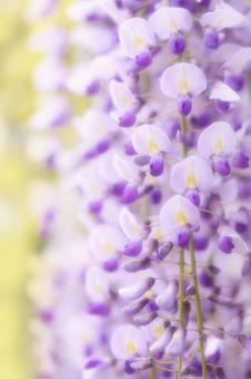 美しい藤の花_ソフトフォーカス 美しい藤の花_ソフトフォーカスの写真