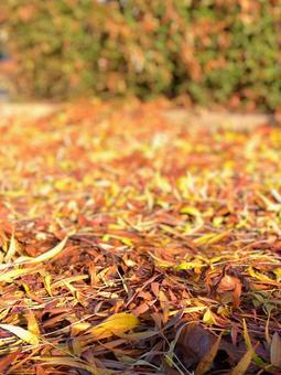 落ち葉 落ち葉の写真