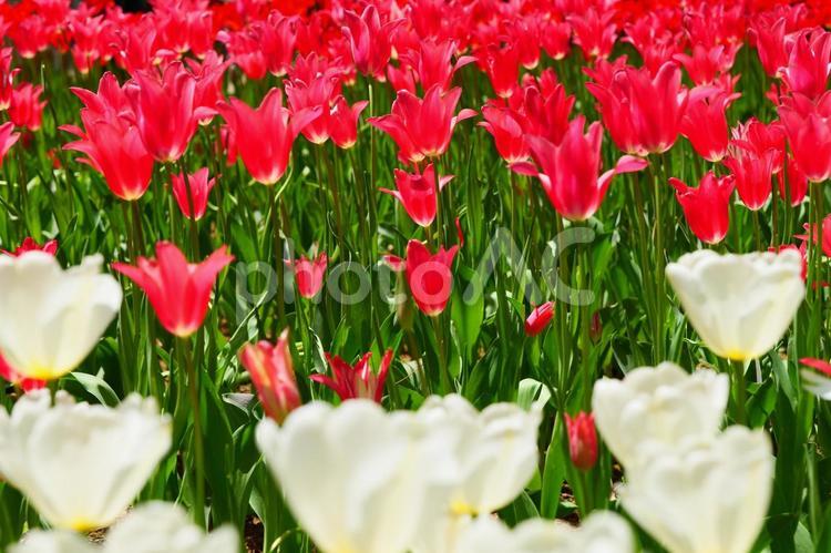 春を彩るチューリップの花畑。茨城、日本。４月上旬。 チューリップ,花,花びらの写真素材