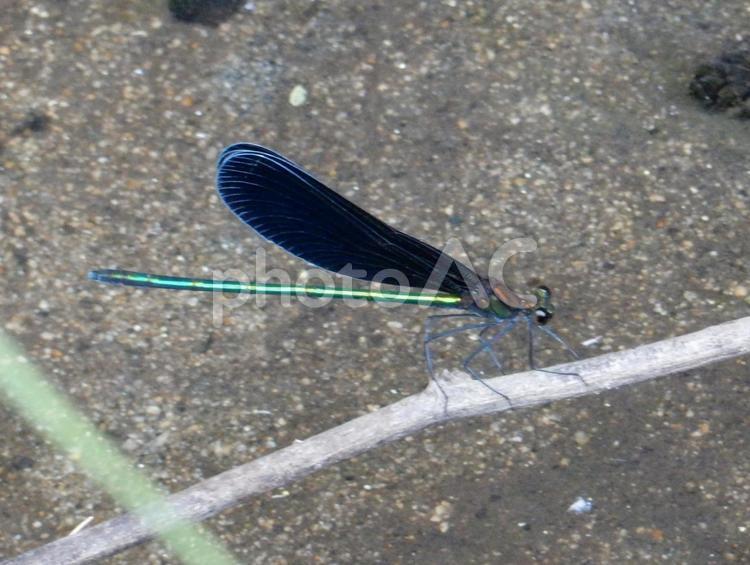 【昆虫写真】ハグロトンボ（羽黒蜻蛉） ハグロトンボ,羽黒蜻蛉,生き物の写真素材