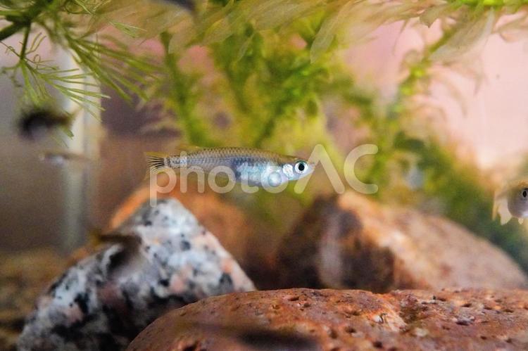 近年、絶滅が危惧されるメダカ（島根産） メダカ,絶滅危惧,魚の写真素材