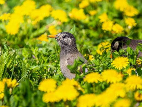 地面を歩くムクドリ 地面を歩くムクドリの写真