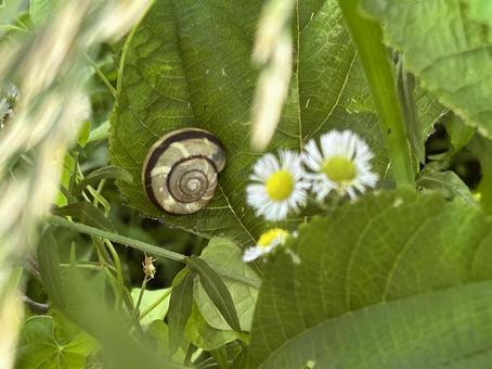 マイマイと野の花 マイマイと野の花の写真