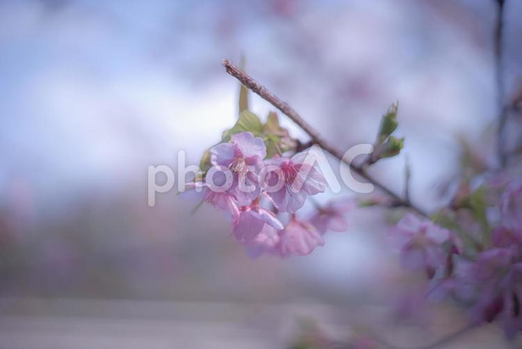 ＜五島の春の風景＞奥浦町の河津桜 桜,河津桜,春の写真素材