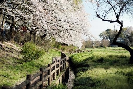 桜の小路 桜の小路の写真