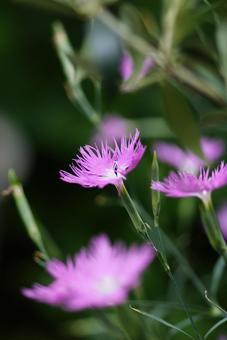 Photo, nagisa, autumn seven herbs, pink, 