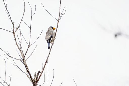 イカル⑵ 鳥,イカル,野鳥の写真素材