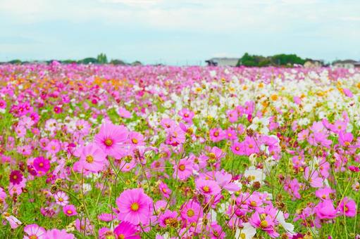 三光コスモス園 コスモス,八面山,三光コスモス園の写真素材