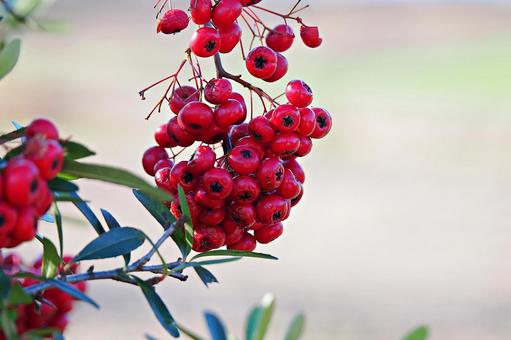トキワサンザシの赤い実 トキワサンザシ,ピラカンサ,実の写真素材