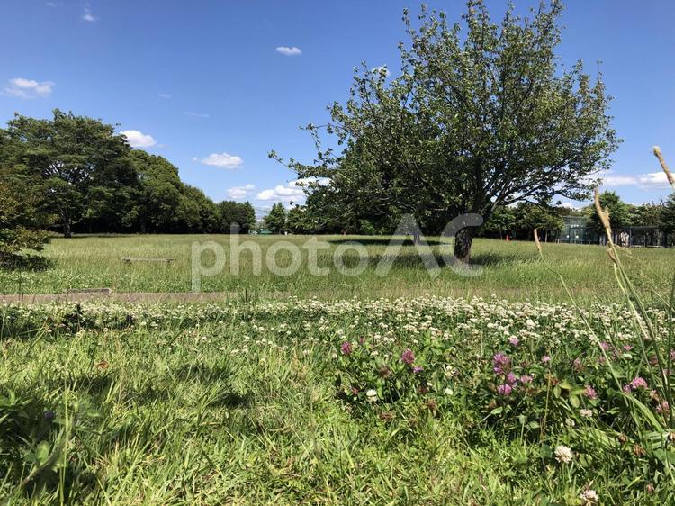 晴れた日の公園と立派な木 空,風景,自然の写真素材