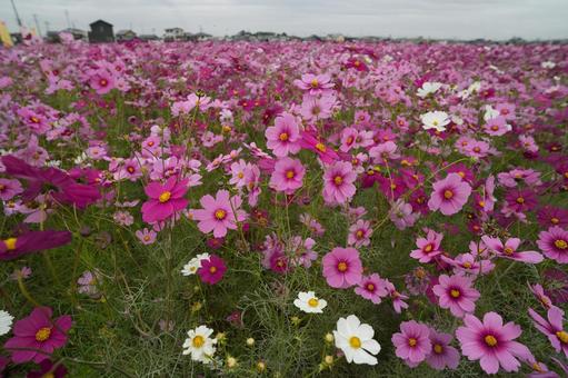 コスモス(安城市赤松町) コスモス(安城市赤松町) コスモス,安城市赤松町,秋の風景の写真素材