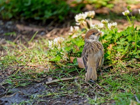 地面を歩くスズメ 地面を歩くスズメの写真