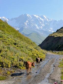 シュハラ氷河トレッキングコース シュハラ氷河,氷河,雪山の写真素材