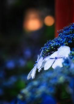 Rainy season and hydrangeas, JPG Rainy season and hydrangeas, JPG