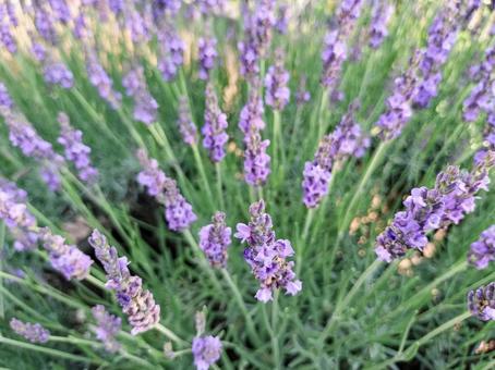 ラベンダーの花 ラベンダーの花 ラベンダー,花,ハーブの写真素材