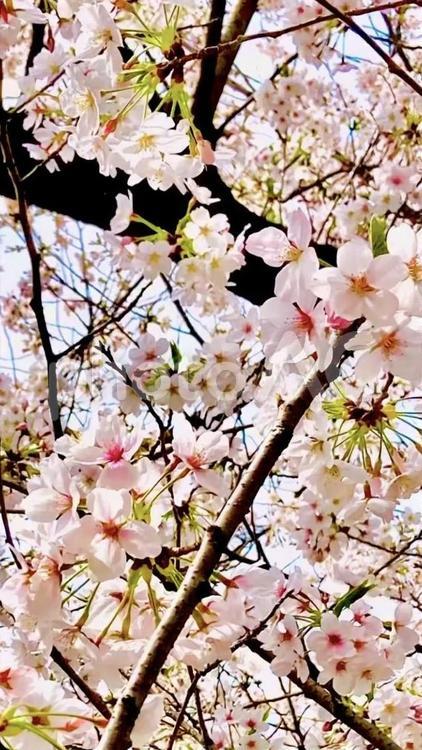 見上げて桜　縦16:9 桜,枝,春の写真素材