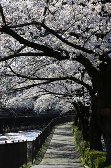 A view of a row of cherry blossom trees (Machida, Tokyo), JPG A view of a row of cherry blossom trees (Machida, Tokyo), JPG