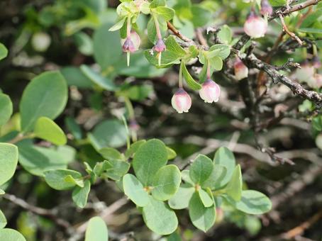クロマメノキの花 クロマメノキの花の写真