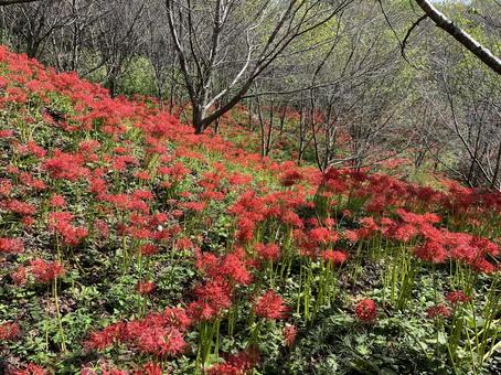 彼岸花の群生 彼岸花の群生の写真