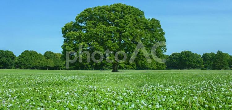 緑の木　バナー素材 木,公園,背景の写真素材