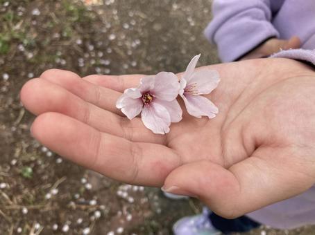 桜の花 桜の花の写真
