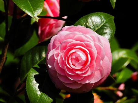 八重椿 椿,八重椿,花の写真素材