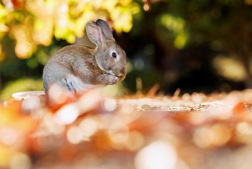 大久野島の兎 うさぎ,大久野島,野生動物の写真素材