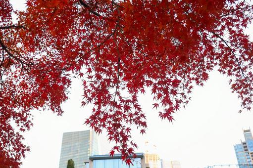 都会に映える紅葉 都会に映える紅葉 紅葉,もみじ,都会の秋の写真素材