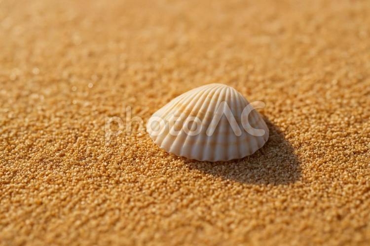 砂浜に落ちた小さな貝殻・夏のビーチ・南国 貝殻,砂浜,ビーチの写真素材