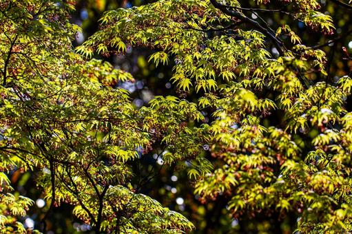 新緑の紅葉 新緑の紅葉 紅葉,モミジ,夏の葉の写真素材