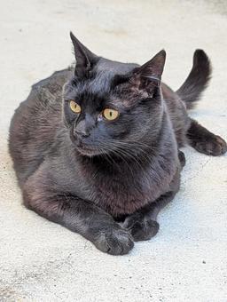 黒猫 2 黒猫 2 猫,黒,伏せの写真素材