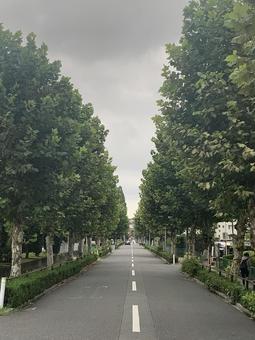 曇り並木 並木,曇り,道の写真素材