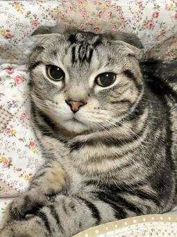 cat, JPG cat, JPG