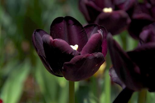 チューリップ ポール・シェラー チューリップ,ポール・シェラー,paulの写真素材