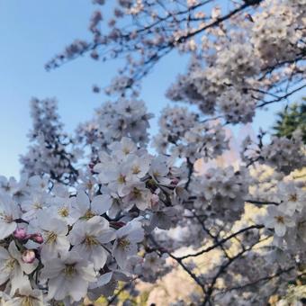 桜の写真