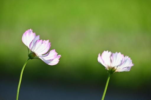 コスモス コスモス コスモス,秋桜,花の写真素材