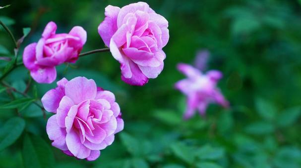 バラ園-744 バラ,ピンク,赤紫色の写真素材